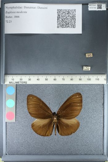 Media type: image;   Entomology 161162